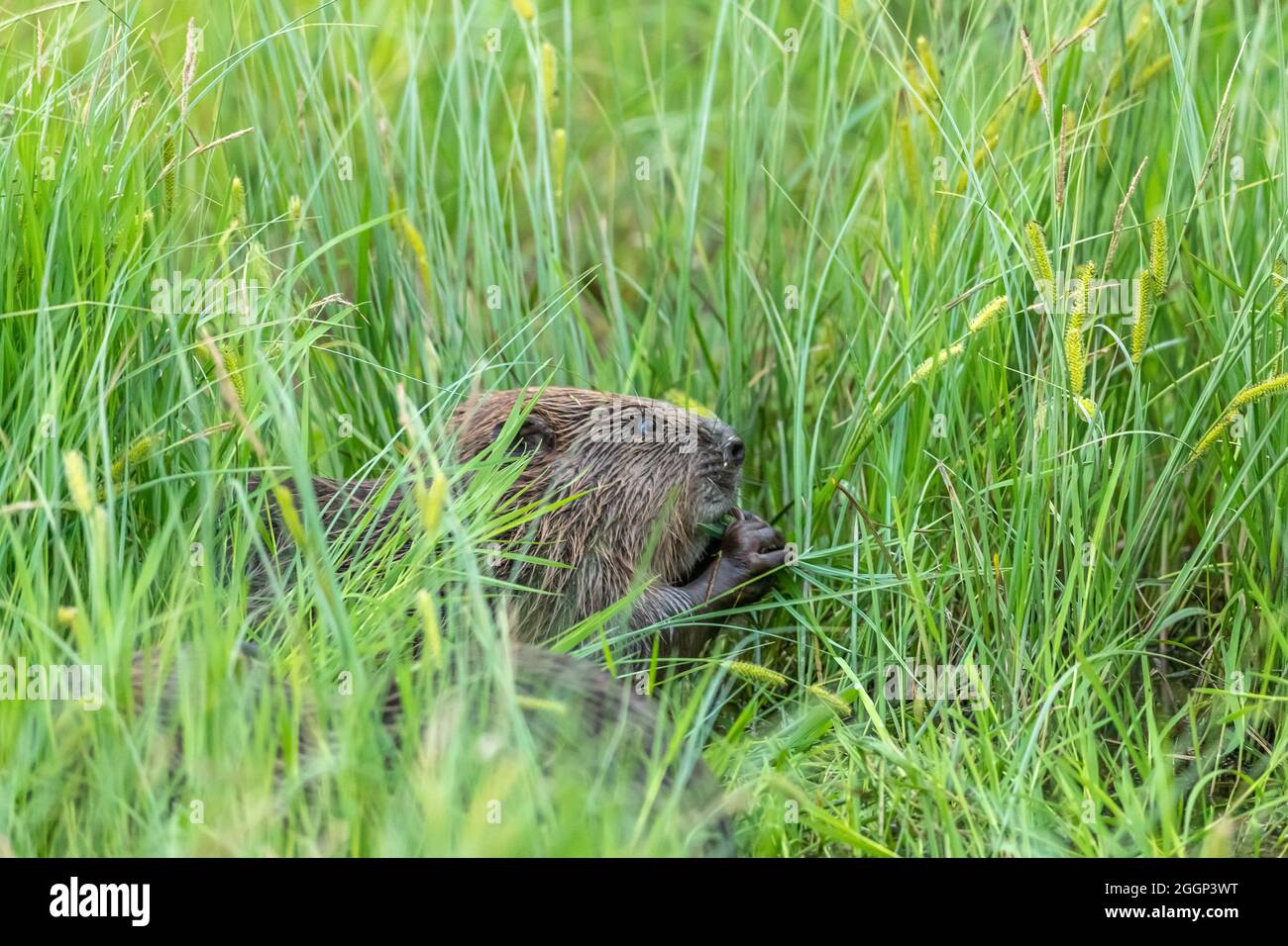 Biber (Rizinusfaser), die Vegetation in der Nähe von Blairgowrie, Schottland, fressen Stockfoto
