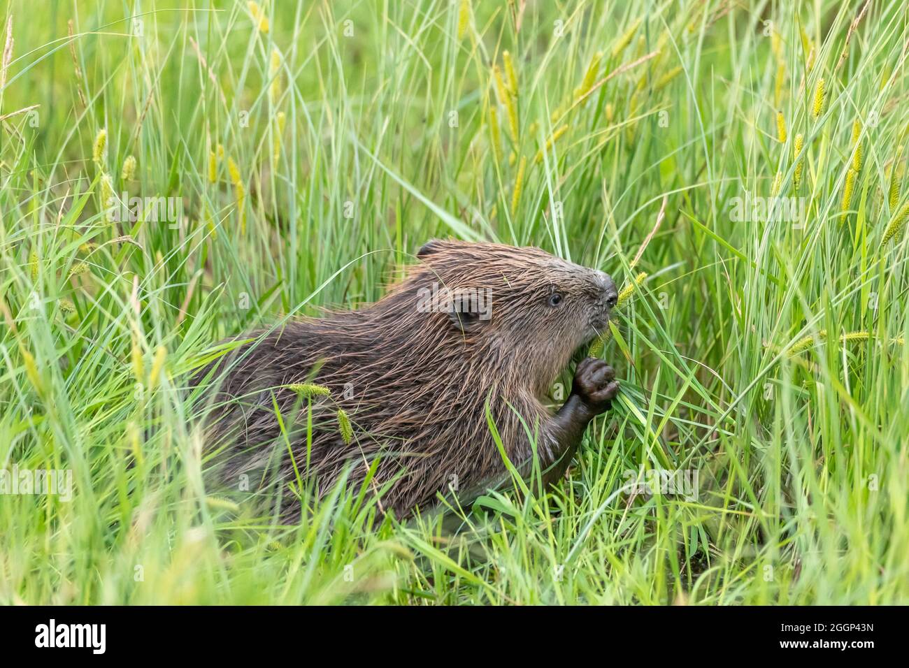 Biber (Rizinusfaser), die Vegetation in der Nähe von Blairgowrie, Schottland, fressen Stockfoto