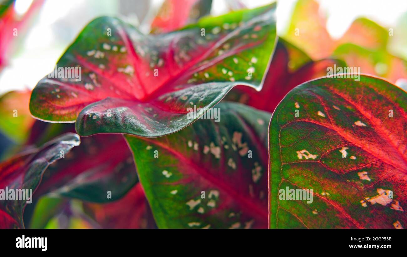 Nahaufnahme der weiß gefleckten roten und grünen Blätter auf einem Caladium-Herz der jesus-Pflanze. Stockfoto