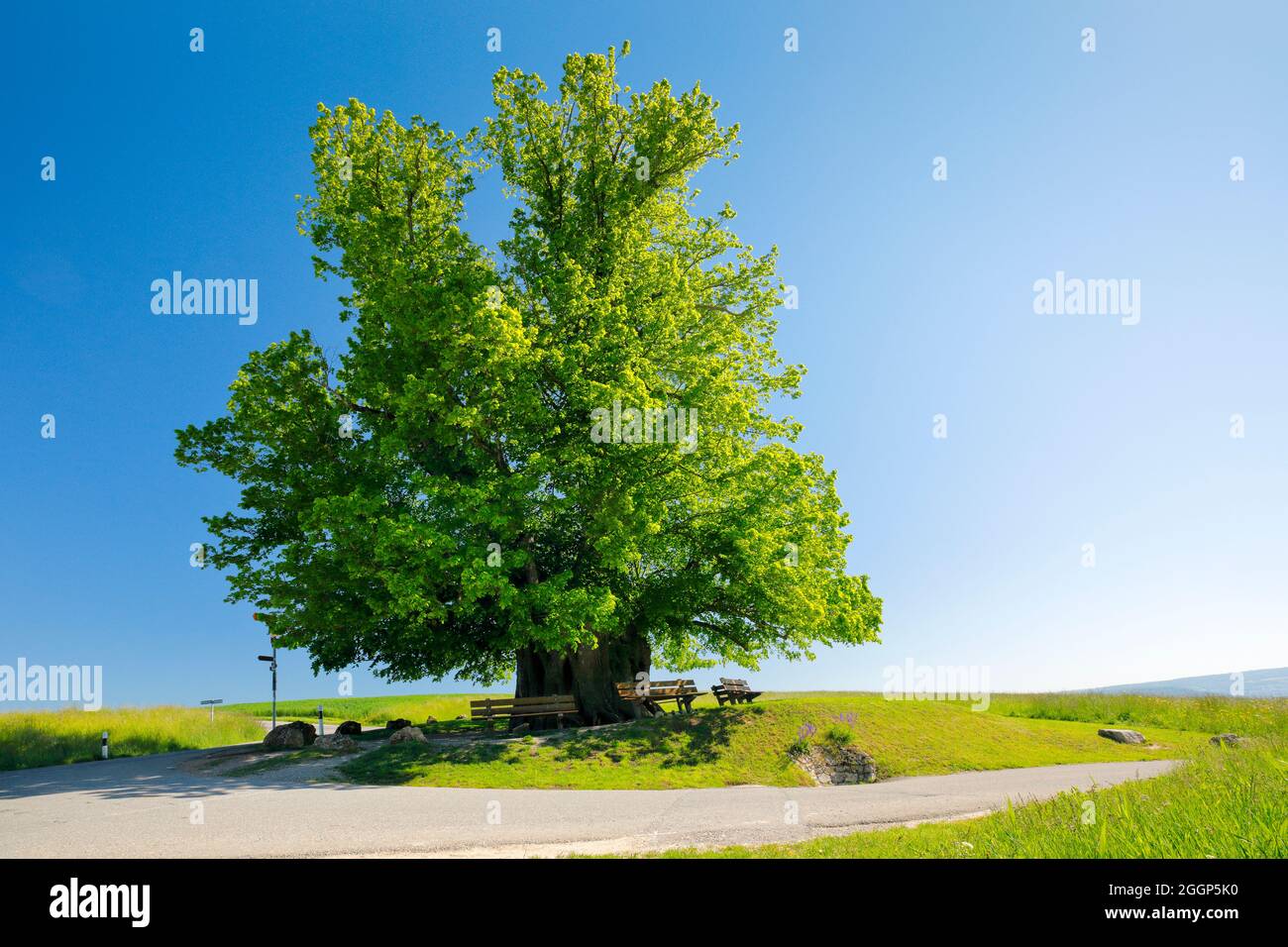 Linner Linde, große uralte Linde steht bei Weggabelung unter blauem Himmel, Linn im Kanton Aargau, Schweiz Stockfoto