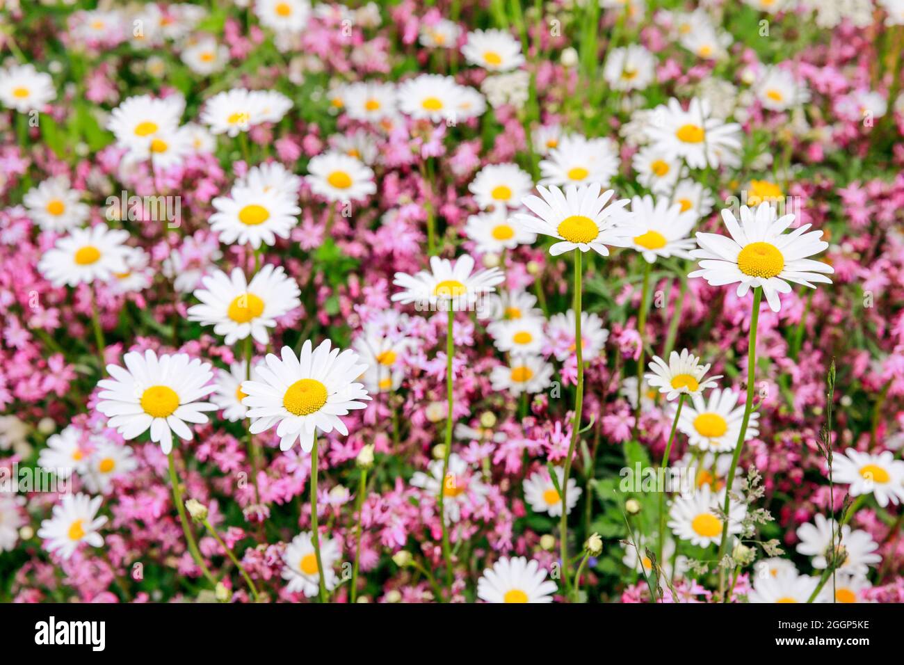 Blühende, bunte Blumenwiese in der Ostschweiz bei Gossau im Kanton St.  Gallen, Schweiz Stockfotografie - Alamy