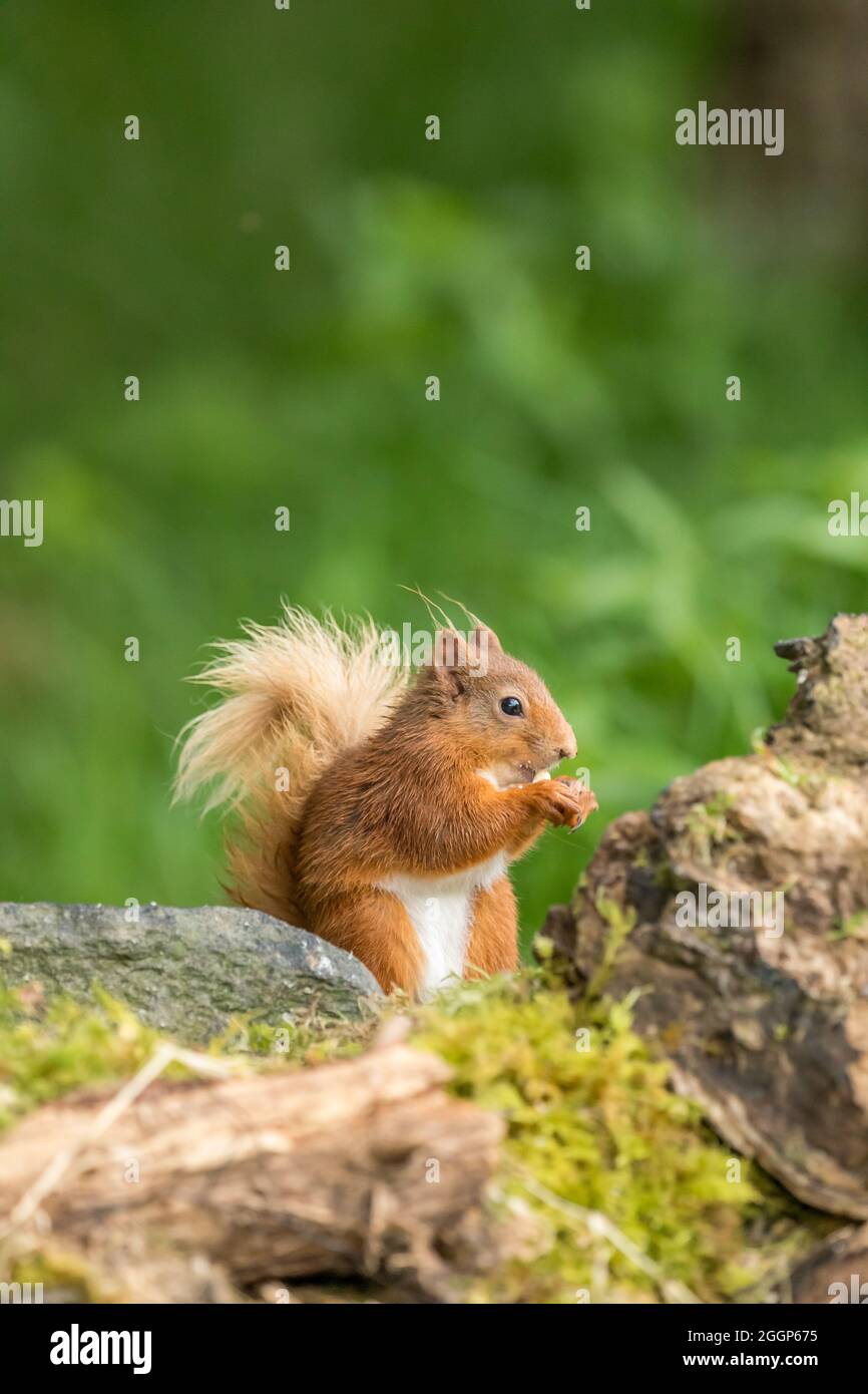 Eurasisches Rothörnchen (Sciurus vulgaris) in Schottland Stockfoto