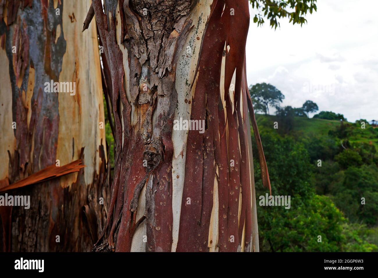 Eukalyptusstamm auf dem Land, Prados, Minas Gerais, Brasilien Stockfoto