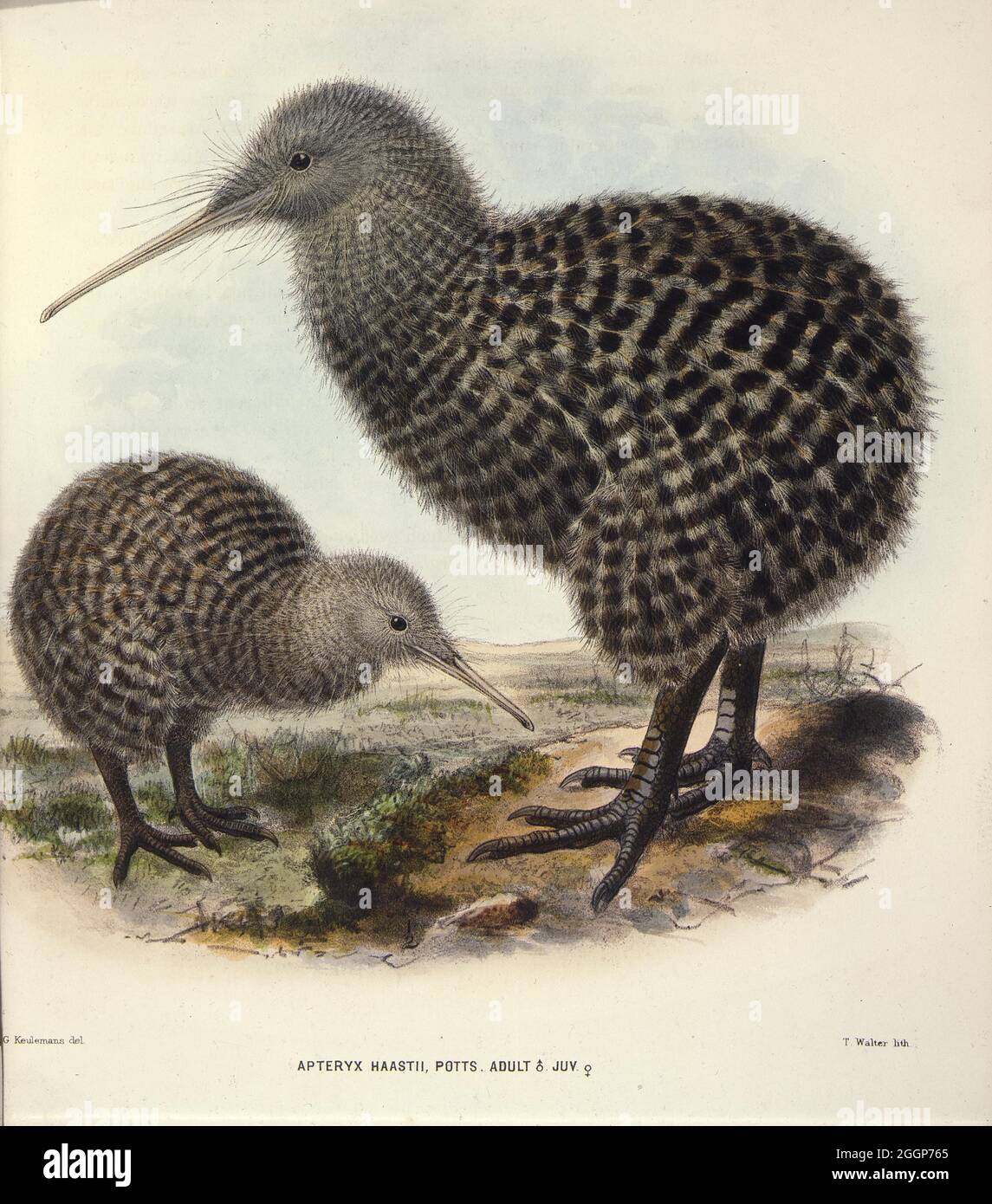 Zeigt ein erwachsenes Männchen mit kleinen gefleckten Kiwi, von der Seite betrachtet, mit einem jungen Weibchen, beide in einer offenen Landschaft. Stockfoto