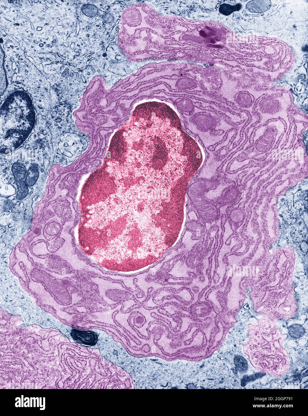 Koloriertes Transmissionselektronenmikroskop (TEM) der Darmzelle, zeigt den Zellkern und das umgebende endoplasmatische Retikulum und Mitochondrien. Stockfoto