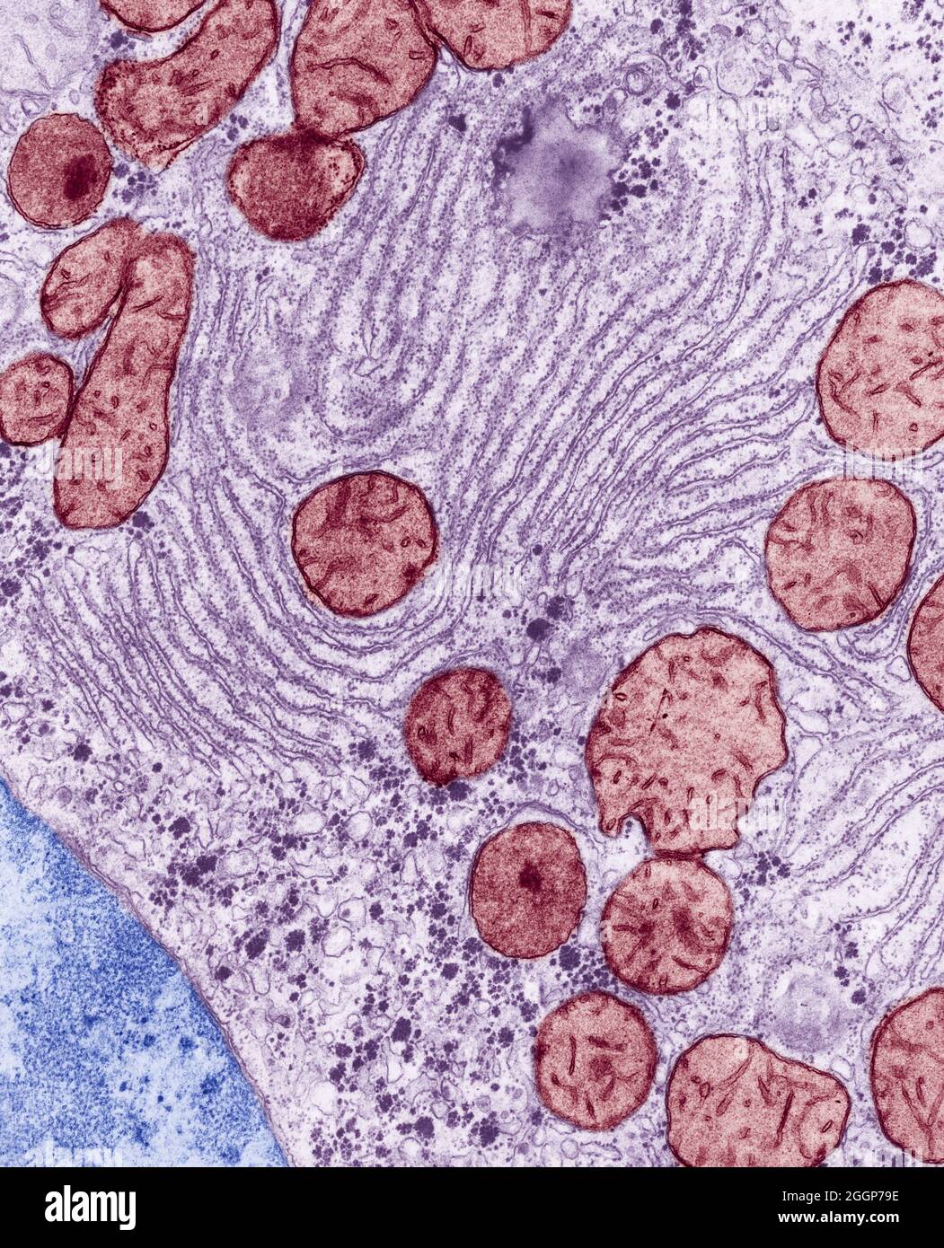 Eingefärbte Transmissionselektronenmikrographie (TEM) von endoplasmatischem Retikulum und Mitochondrien in der Leber einer Ratte. Stockfoto