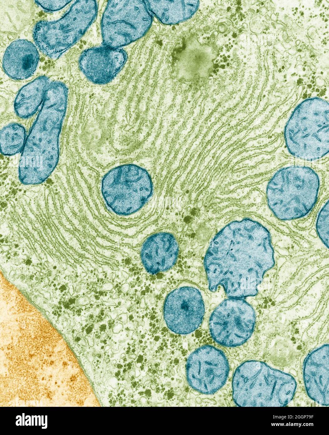 Eingefärbte Transmissionselektronenmikrographie (TEM) von endoplasmatischem Retikulum und Mitochondrien in der Leber einer Ratte. Stockfoto