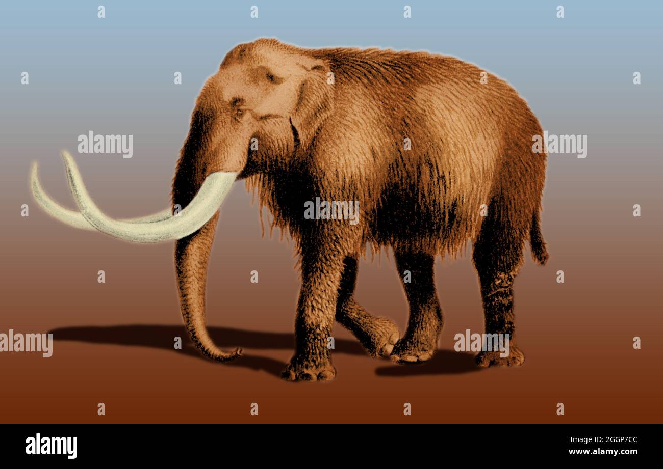 Ein Mammut ist jede Art der ausgestorbenen Gattung Mammuthus, Proboscideans, die gewöhnlich mit langen, gebogenen Stoßzähnen und, bei nördlichen Arten, einer Abdeckung von langen Haaren ausgestattet sind. Stockfoto