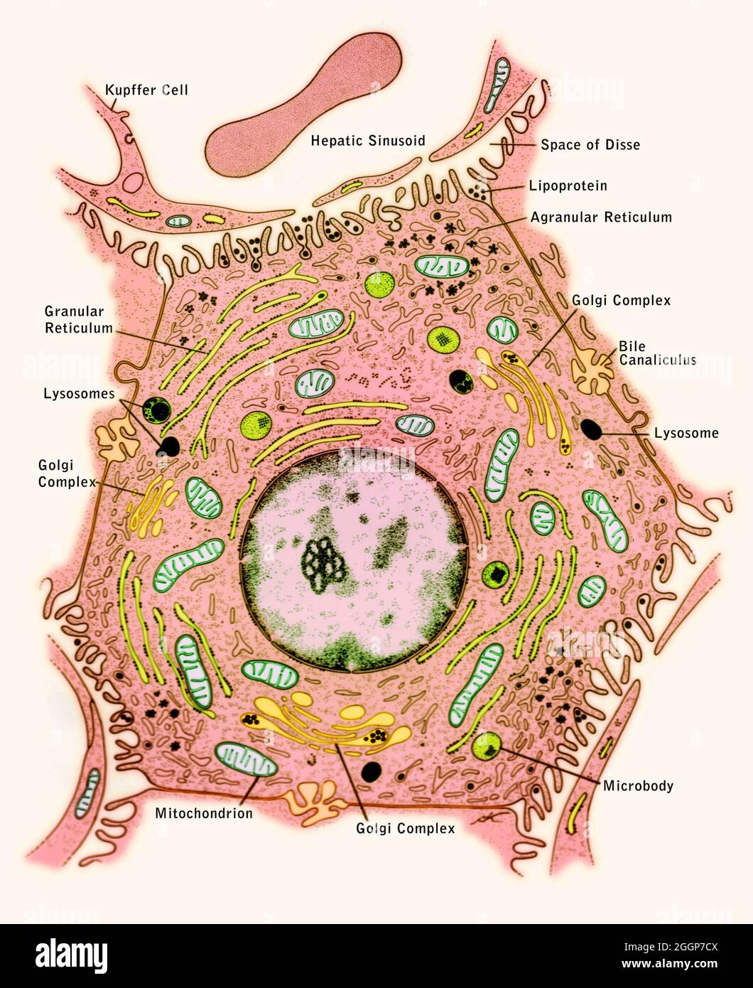 Beschriftetes, illustriertes Diagramm der Ultrastruktur und der Beziehungen einer Leberzelle. Stockfoto