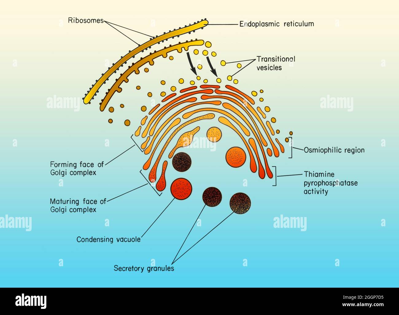 Koloriertes Diagramm des Golgi-Apparates, assoziierte Zisternen des endoplasmatischen Retikulums und Übergangsbläschen, die Quanten sekretorischen Materials vom Retikulum zum Golgi transportieren. Stockfoto