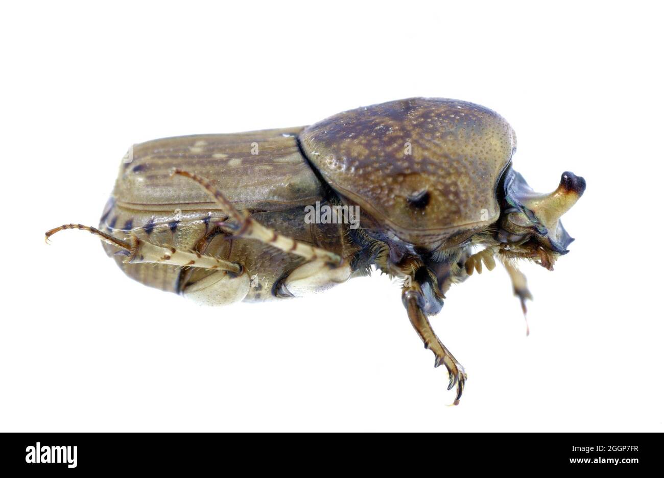 Nördlicher Sandy Dung Beetle (Euoniticellus intermedius). Stockfoto