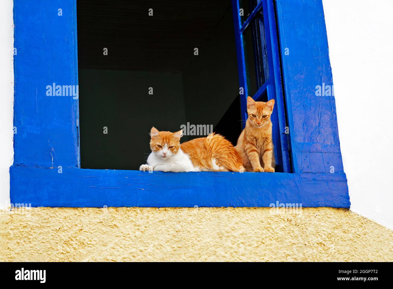 Zwei Katzen auf blauem Fenster, Sao Joao del Rei, Minas Gerais, Brasilien Stockfoto