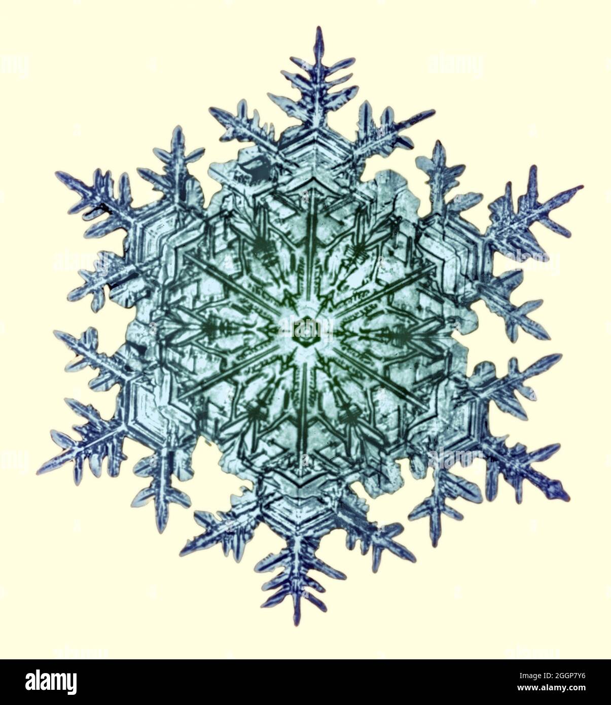 Farbverstärkende Fotografie einer Schneeflocke, nach einer Originalaufnahme auf Glasplatte von Wilson A. Stockfoto