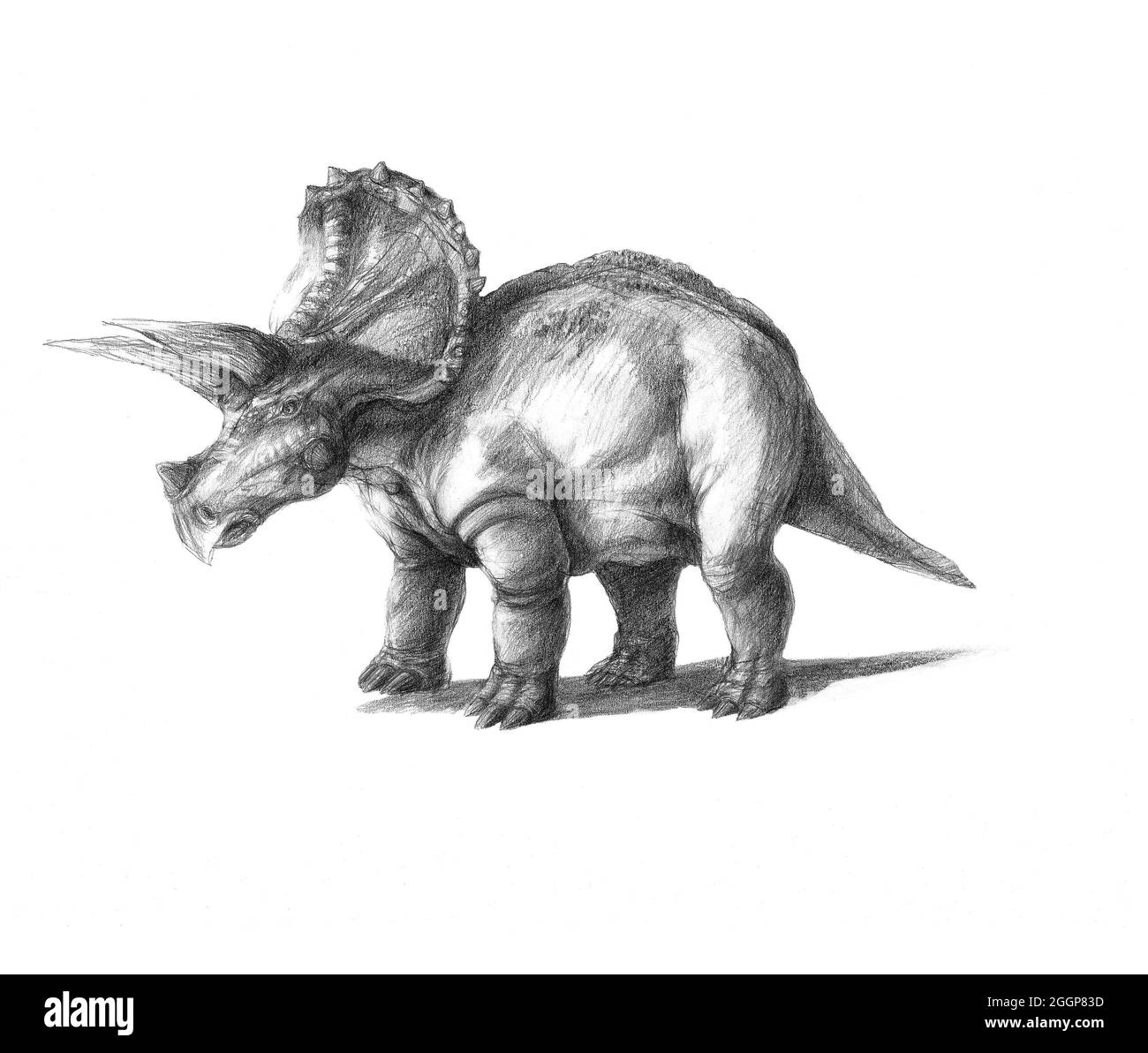 Illustration von Triceratops. Triceratops ist eine Gattung von pflanzenfressenden Ceratopsiden-Dinosauriern, die während der späten Maastrichtianphase der späten Kreidezeit in Nordamerika lebten. Stockfoto