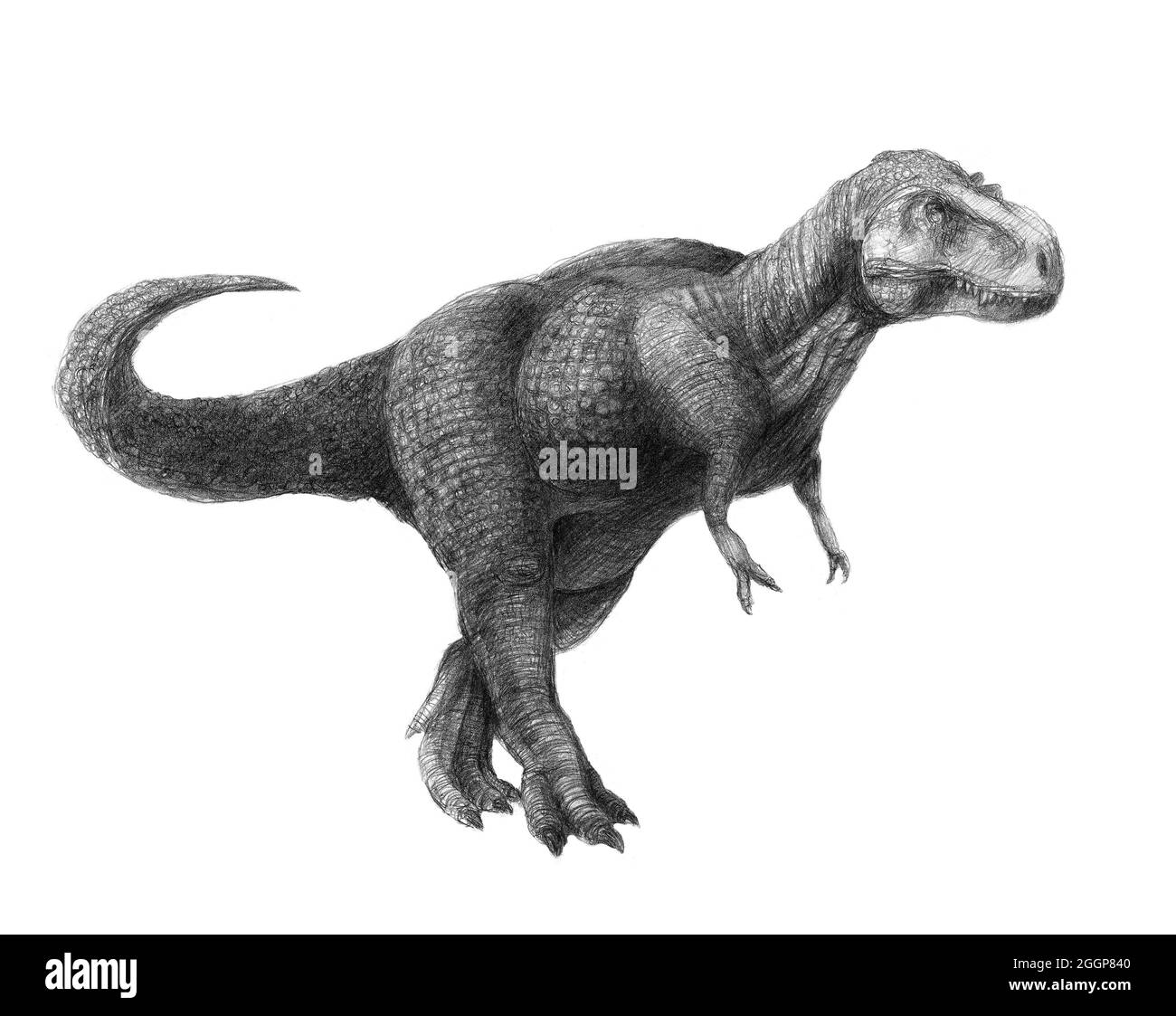 Tyrannosaurus, was „Tyranneneidechse“ bedeutet, ist eine Gattung von Theropoden-Dinosauriern. Stockfoto