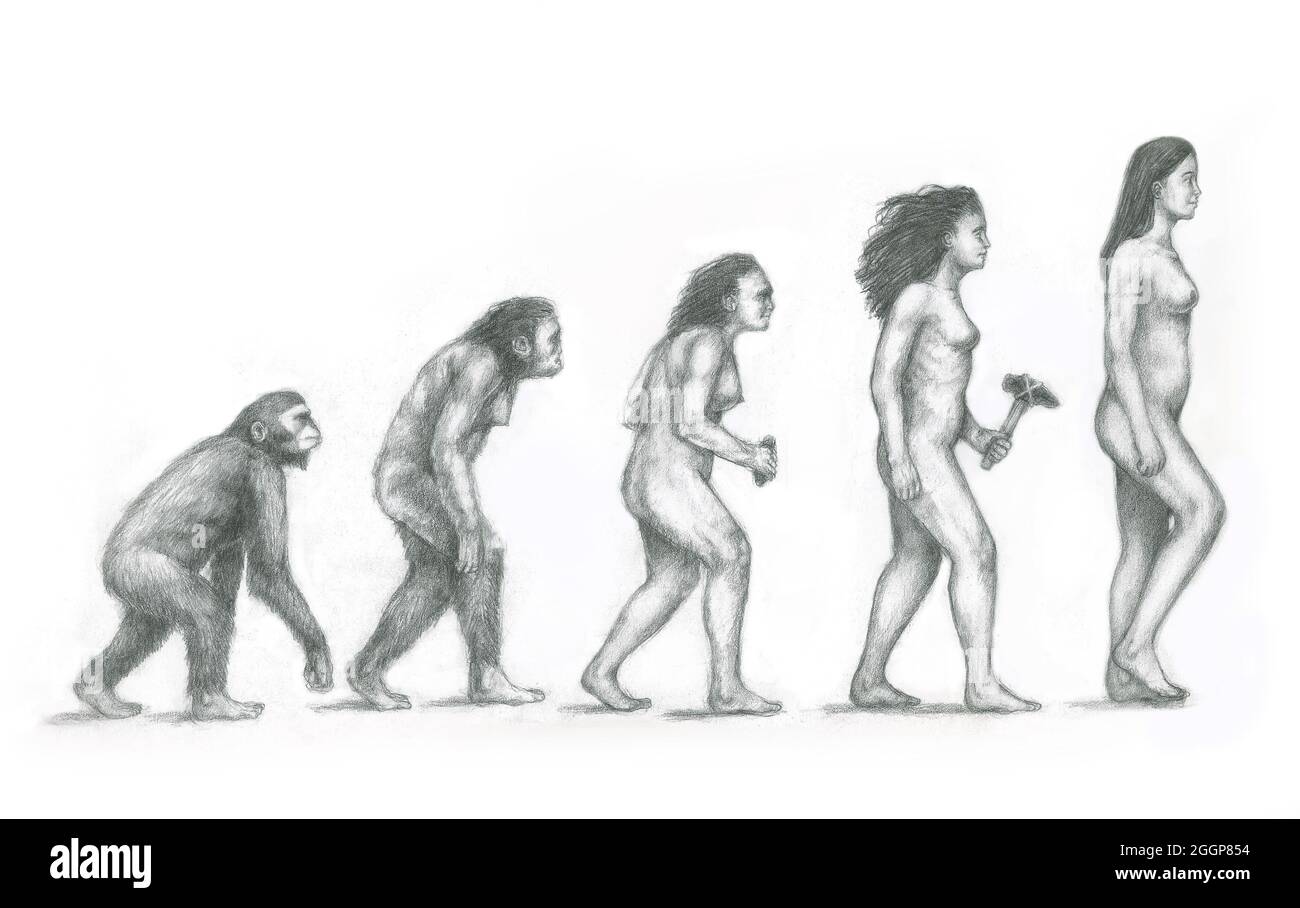 Menschlichen Evolution. Artwork der Evolution der Hominiden (weiblich) aus unserer fernen Vorfahren Tag Menschen (Homo Sapiens) zu präsentieren. Stockfoto