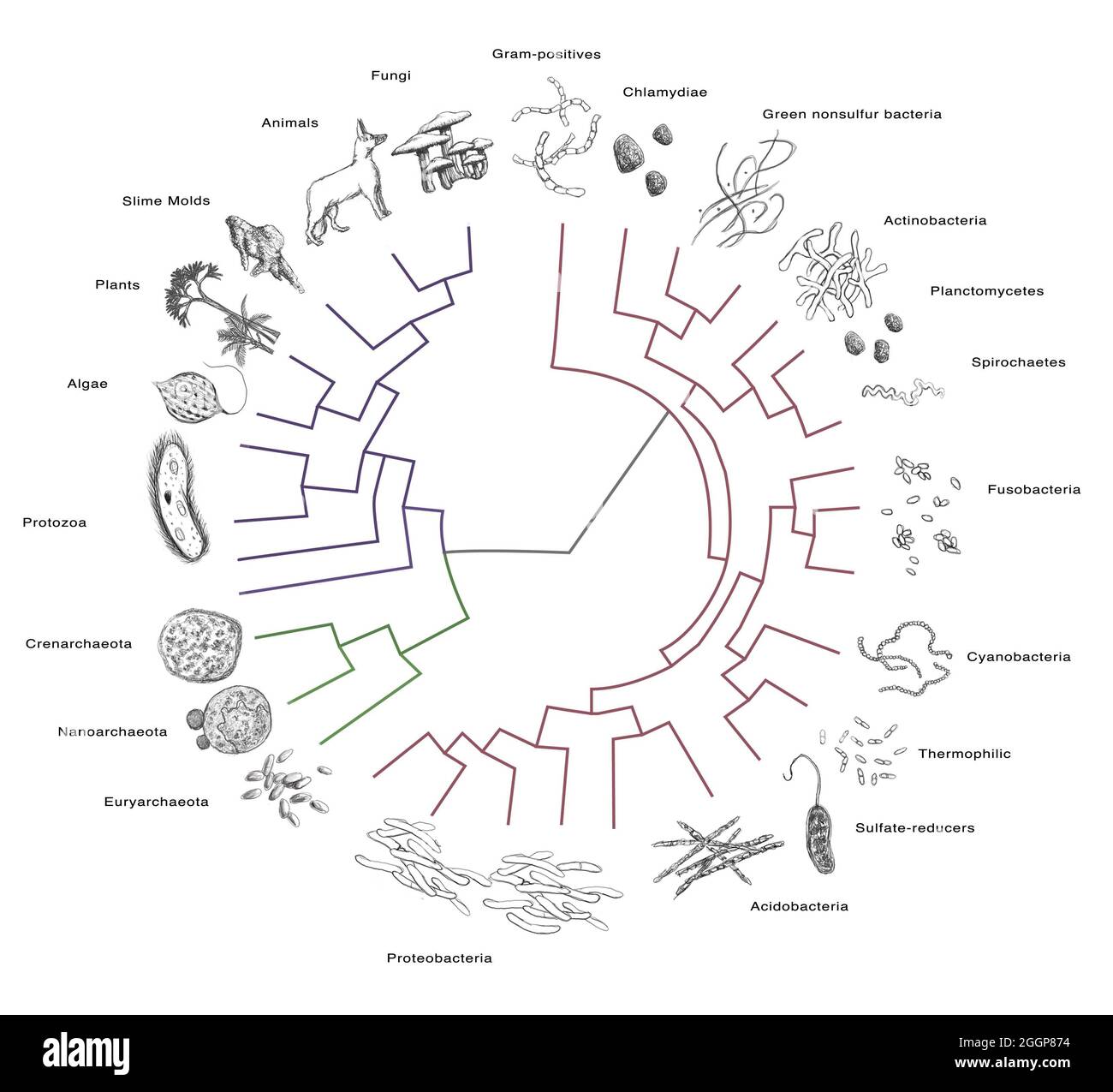 Phylogenetische (oder evolutionäre) Baum, die evolutionären Beziehungen zwischen den verschiedenen Arten, vor allem Bakterien. Stockfoto