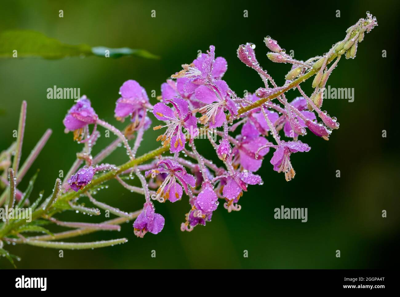 Morgentau-Perlen auf rosa Feuerweed (Chamaenerion angustifolium) Blüten. Eugene, Oregon, USA. Stockfoto