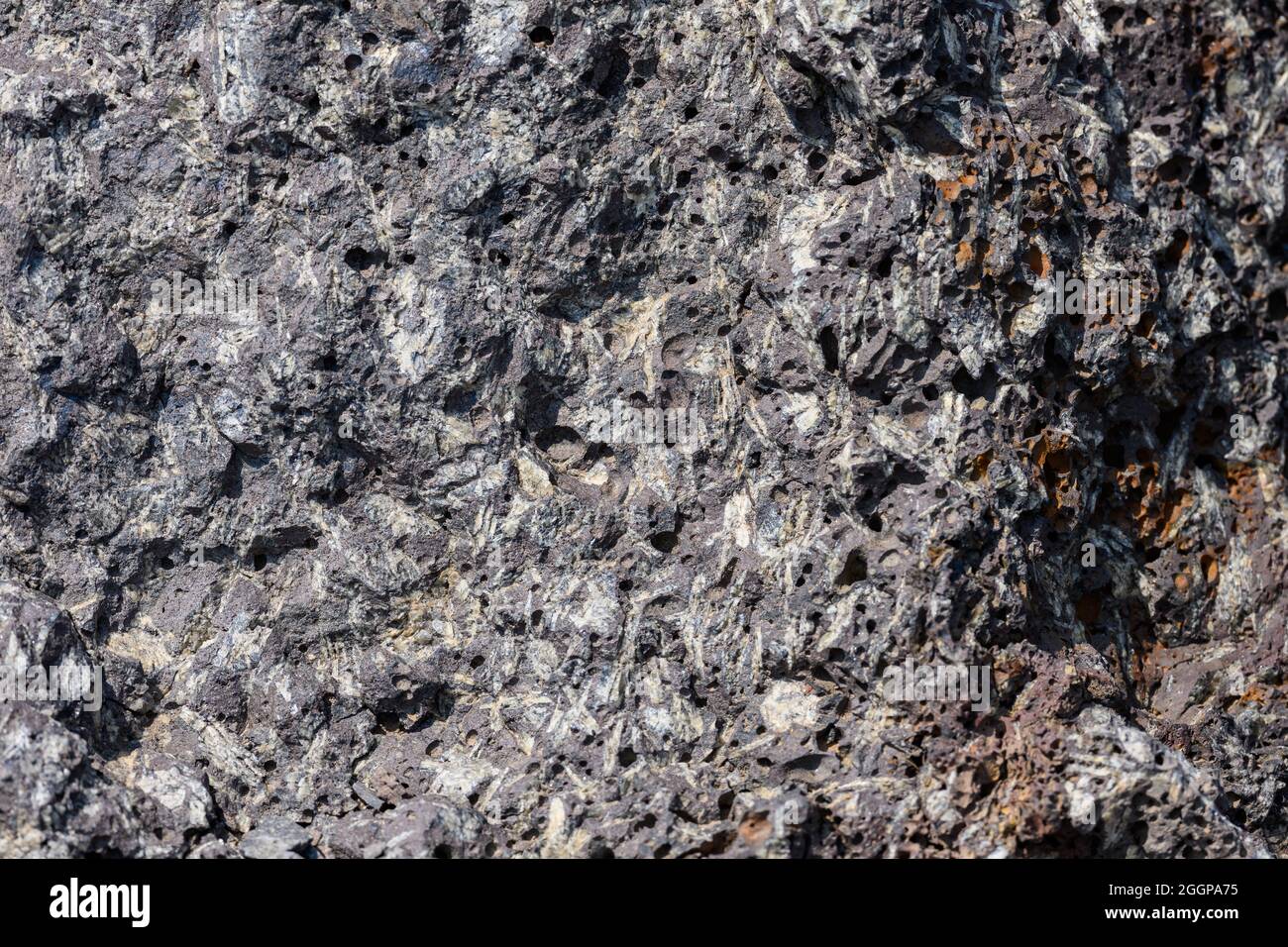 Porphyrisches, igneoses Gestein mit großen Feldspatkristallen. Oregon, USA. Stockfoto