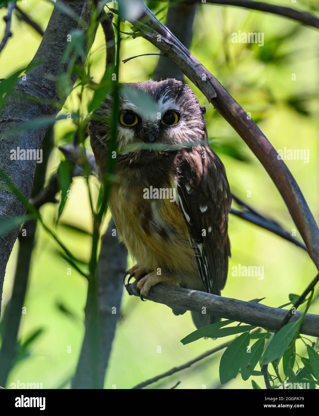 Eine nördliche Sägeeule (Aegolius acadicus), die auf einem Ast thront. Steens Mountain Wilderness Area. Diamond, Oregon, USA. Stockfoto