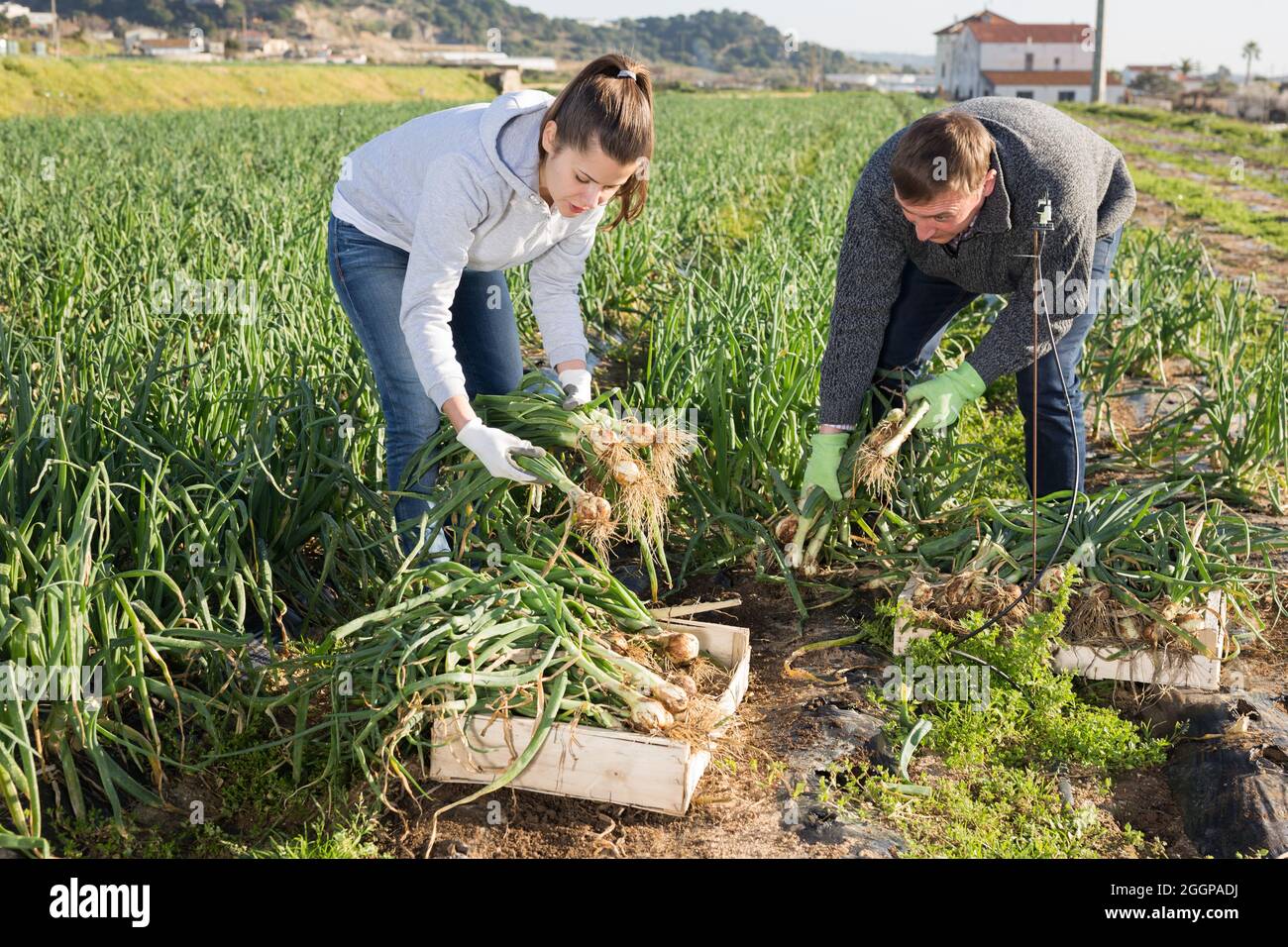 Ein paar Bauern ernten grüne Zwiebeln Stockfoto