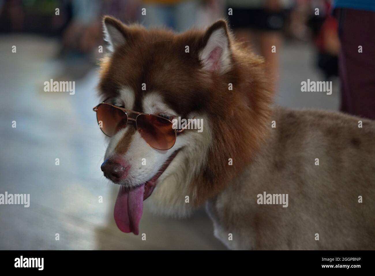 Coole Husky Dog trägt Sonnenbrille bei einem Haustier-Event im Haus Stockfoto