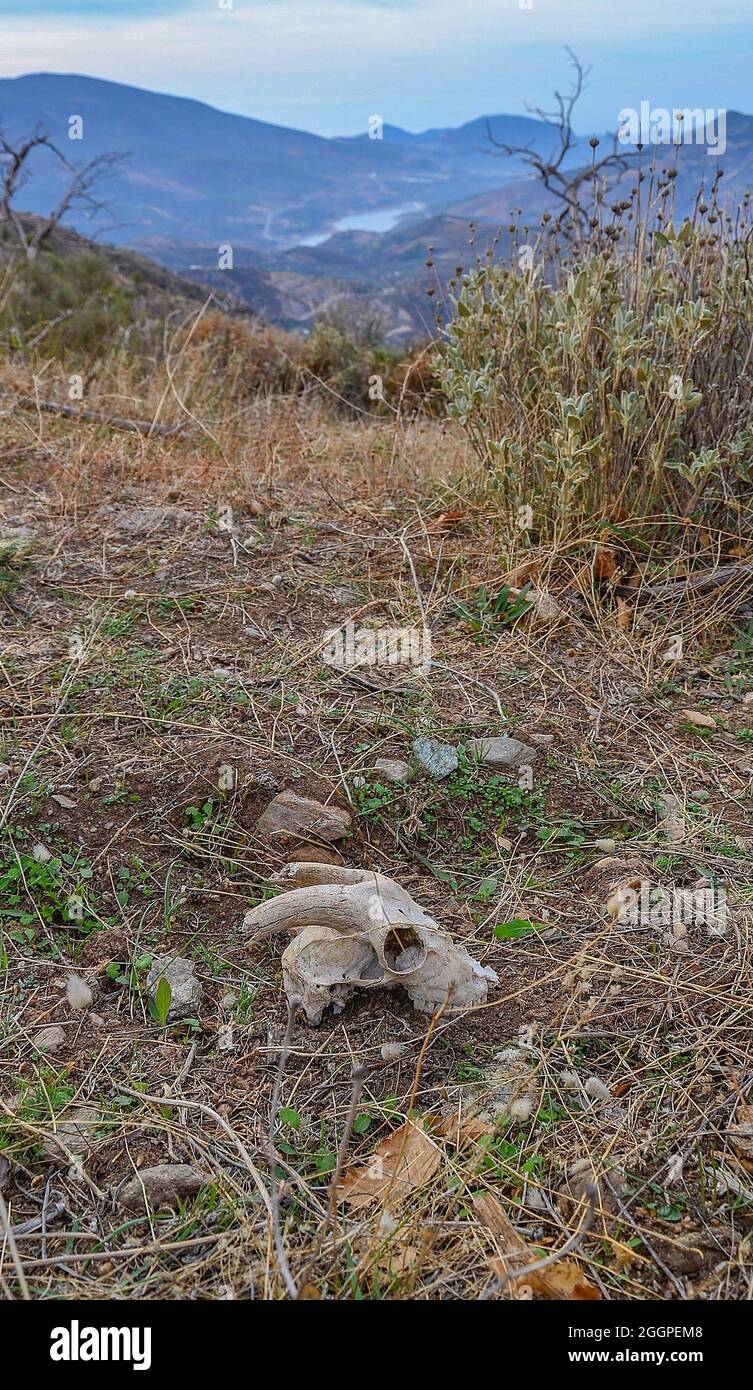 Ziegenschädel im Feld und Rules-Damm im Hintergrund Stockfoto