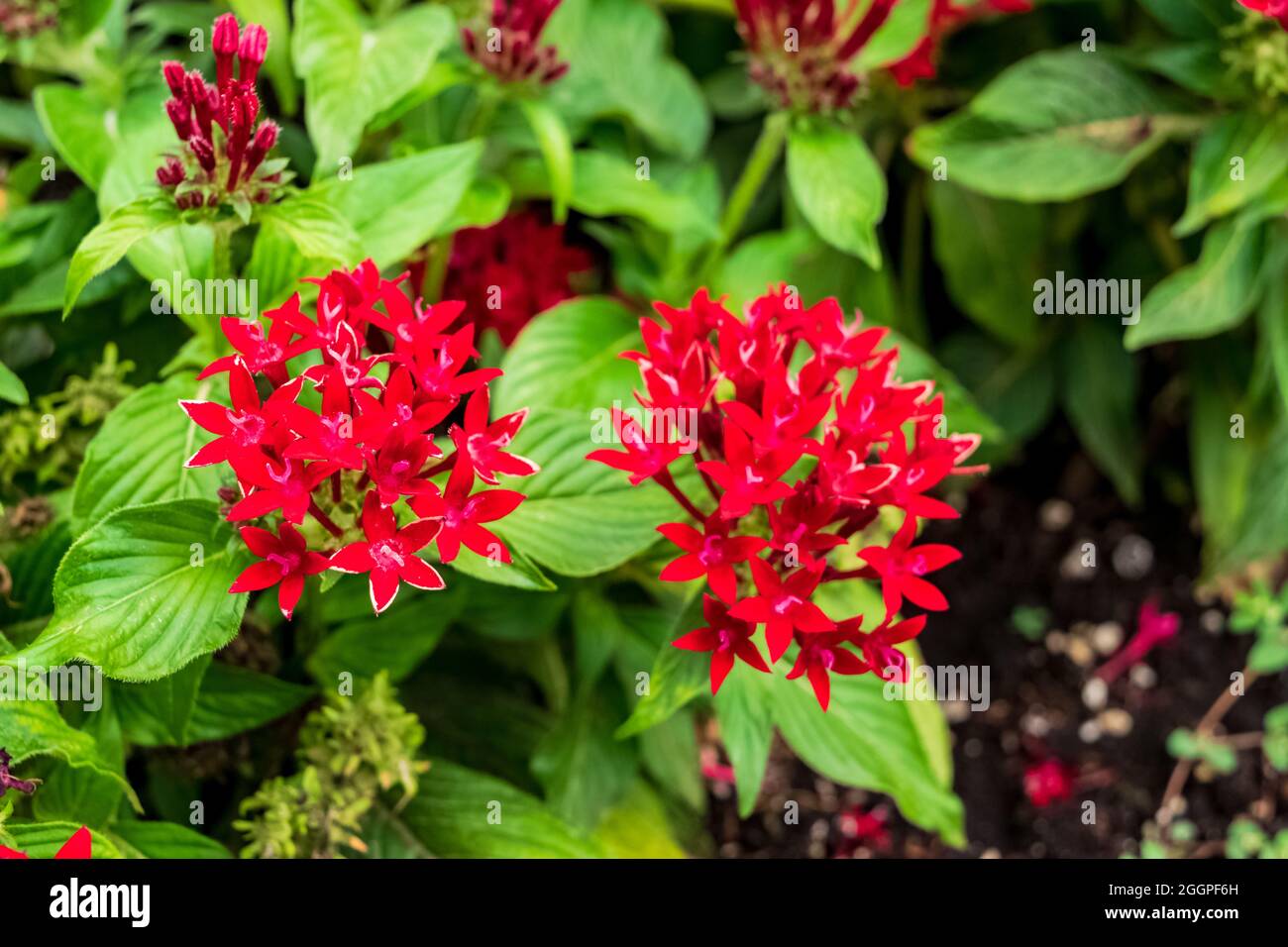 Nahaufnahme einer schönen ägyptischen Sternhaufen-Pflanze mit ihren charakteristischen Blüten. Beachten Sie die unglaubliche rote Farbe der Blütenblätter. Stockfoto