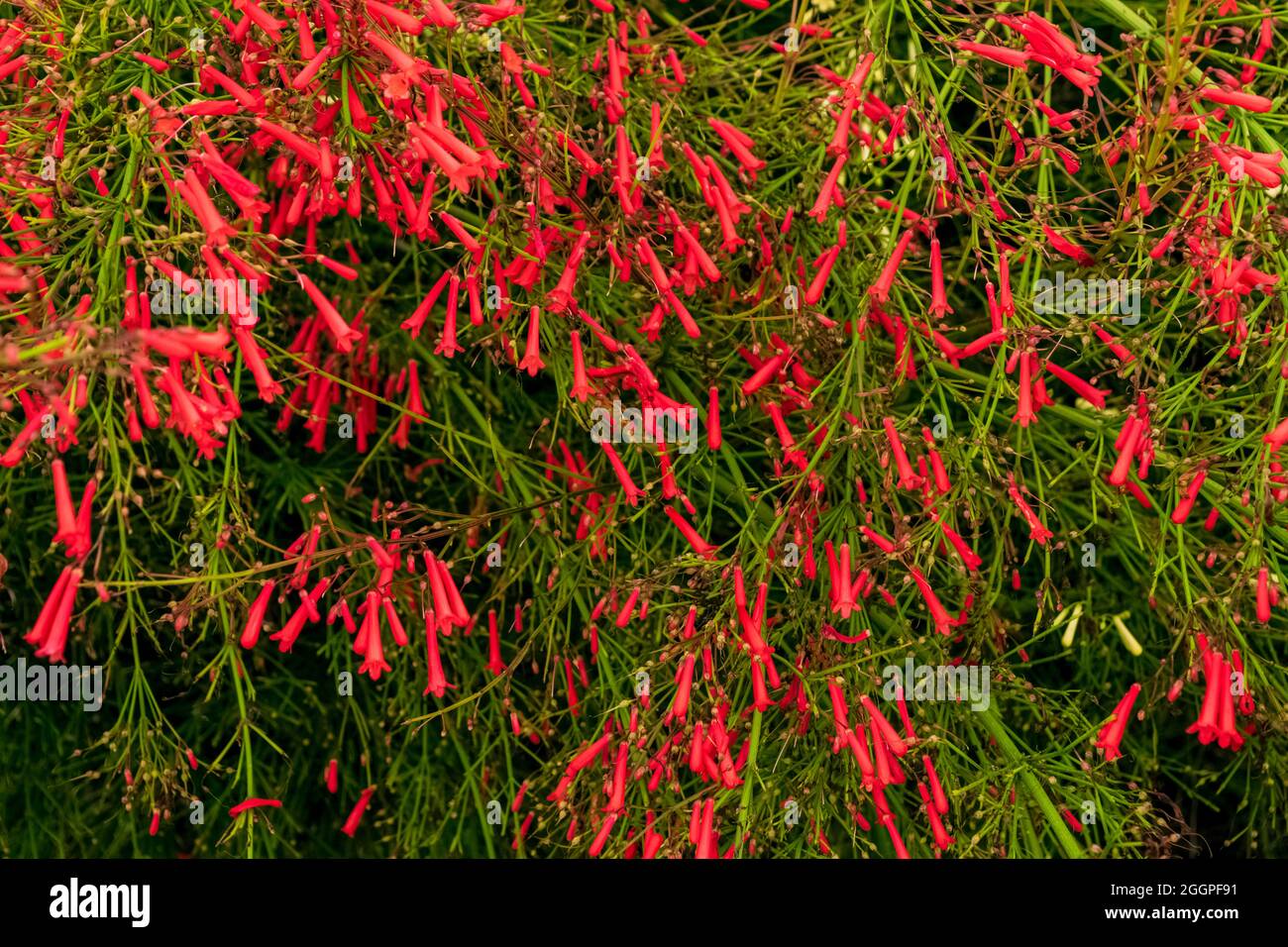 Nahaufnahme einer schönen Russelia equisetiformis Pflanze mit ihren charakteristischen Blüten. Beachten Sie die unglaubliche rote Farbe der Blütenblätter. Stockfoto