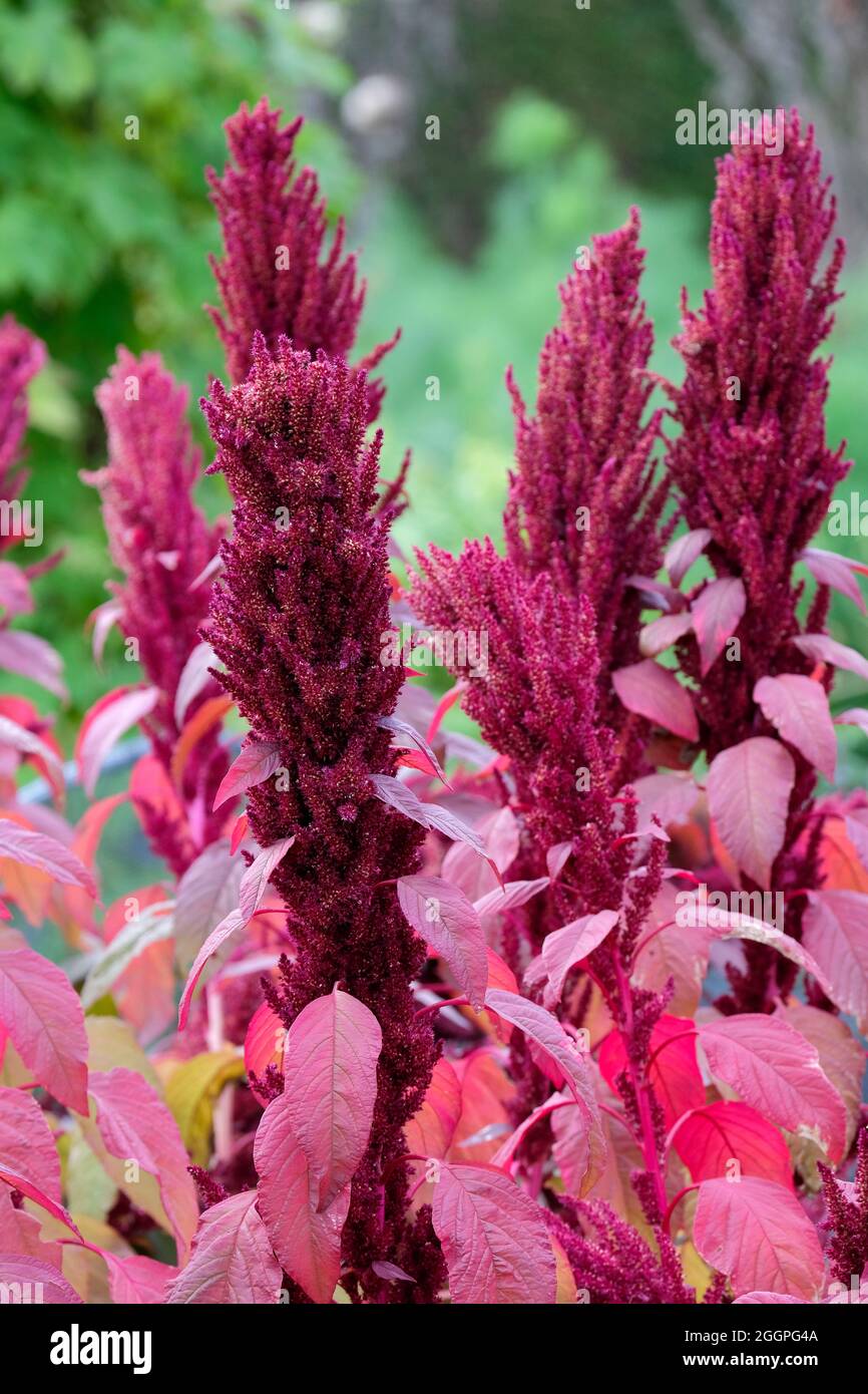 Amaranthus cruentus 'Velvet Curtains'.Prince's Feather 'Velvet Curtains'. Purple Amaranth 'Velvet Curtains'. Rote Amaranth „Velvet Curtains“ Stockfoto