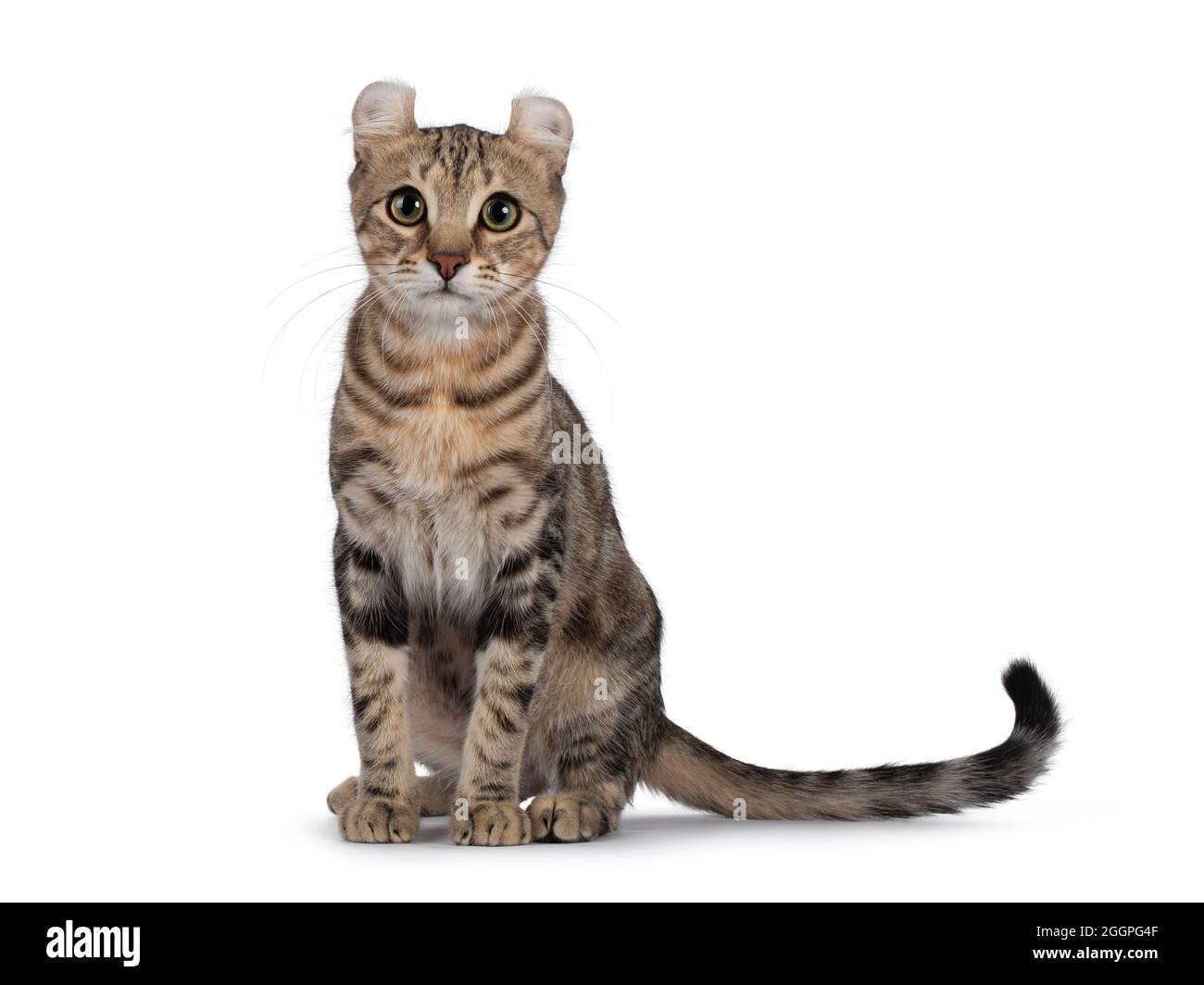 Schöne braune gestromte American Curl Kurzhaar Katze, sitzend nach vorne bereit zu springen. Blick direkt auf die Kamera. Isolatd auf einem weißen Hintergro Stockfoto