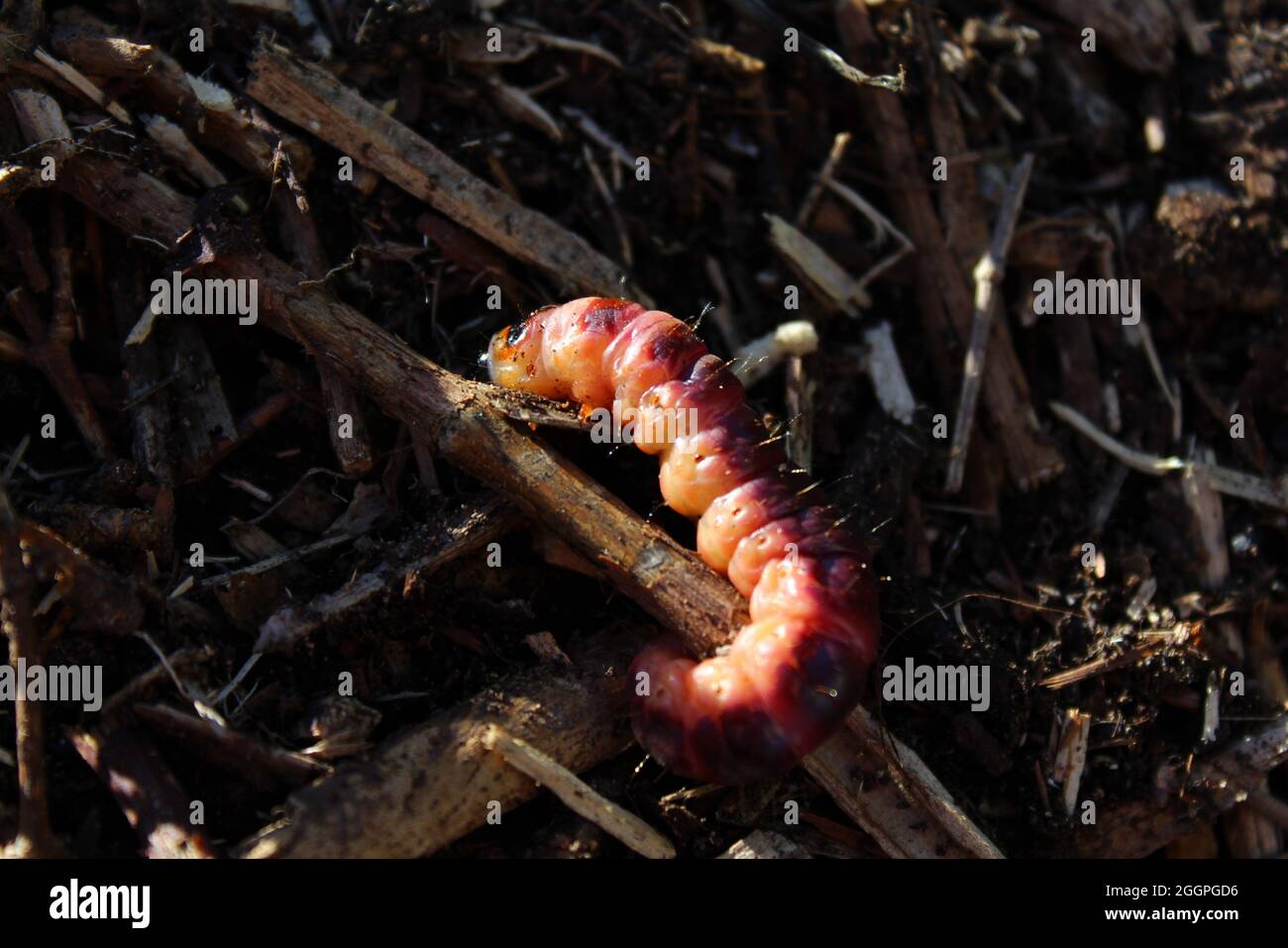 Europäischer Ziegenmotte Stockfoto