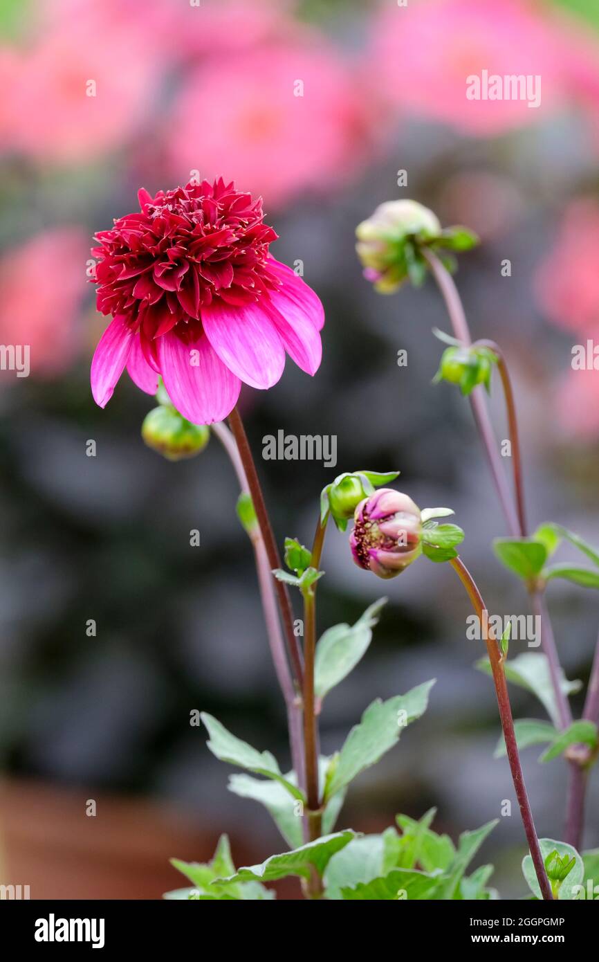 Dahlia „Pudelrock“. Miniatur-Anemone-Typ Dahlia mit einem zentralen Kern aus tiefvioletten Blütenblättern mit zurückgefegten äußeren Blütenblättern mit rosa Spitze Stockfoto