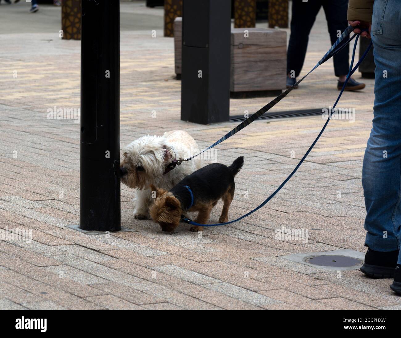 Hunde schnüffeln um eine Post, Großbritannien Stockfoto
