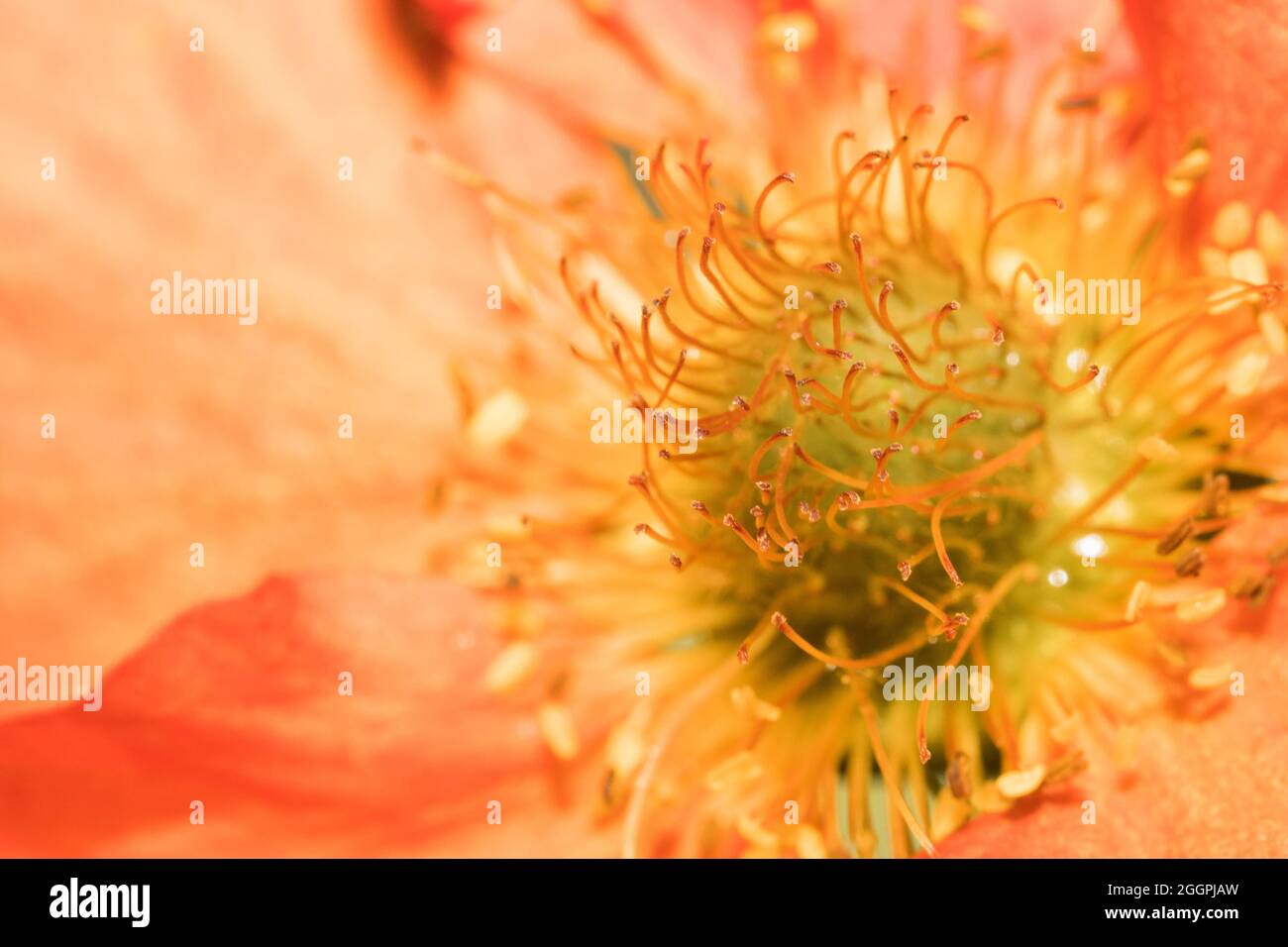 Makroaufnahme des mittleren Teils einer schönen orangefarbenen Blume Stockfoto