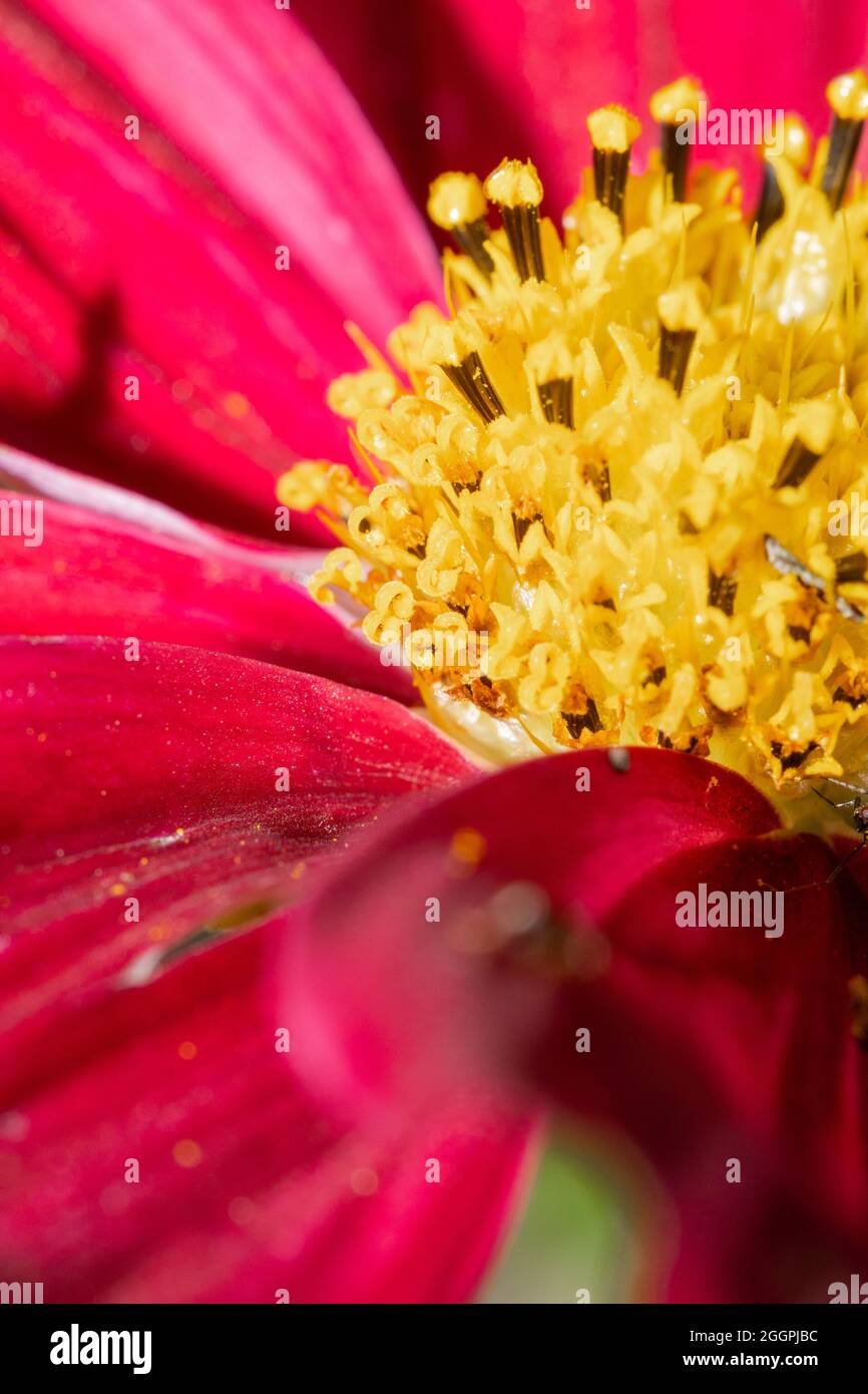Makroaufnahme des mittleren Teils einer schönen rosa Blume Stockfoto