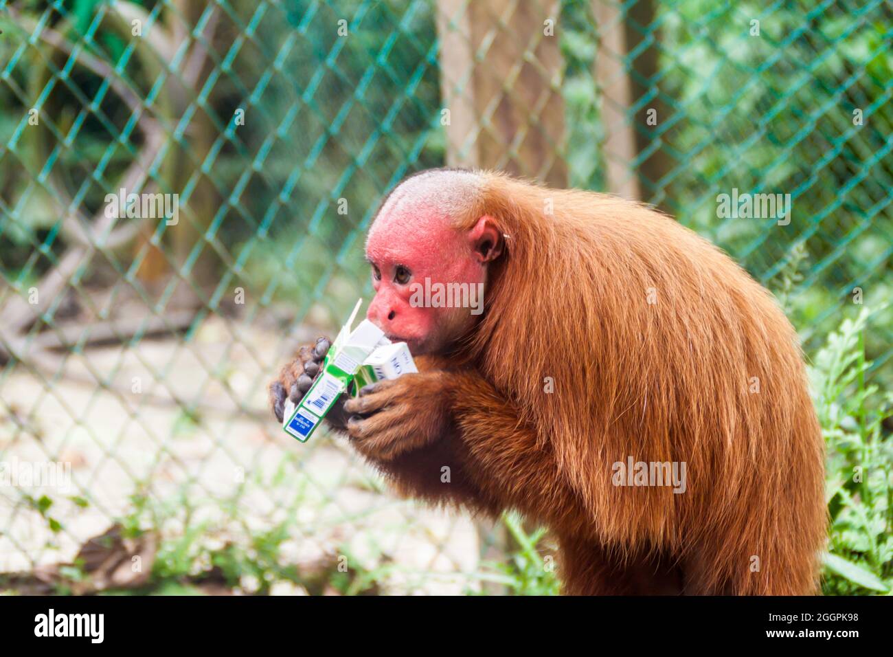 PADRE COCHA, PERU - 19. JUNI 2015: Der kahle Uakari-Affe (Cacajao calvus) frisst gestohlene Zigaretten im Amazonas-Tierwaishaus Pilpintuwasi im Dorf P Stockfoto