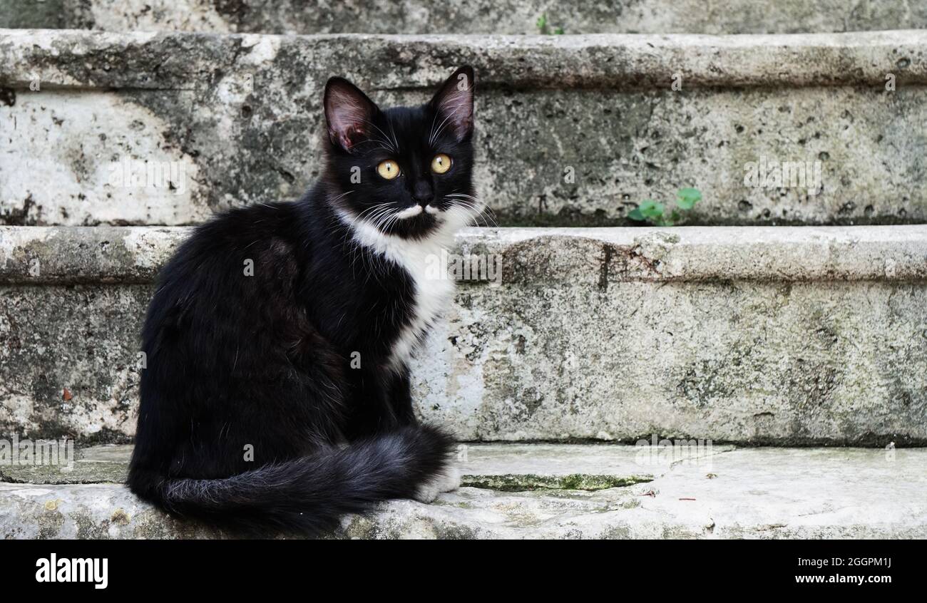 Ein kleines Kätzchen, aber mit dem Gesicht eines alten Philosophen, schwarz und weiß, sitzt auf Steintreppen in Kotor, Montenegro Stockfoto