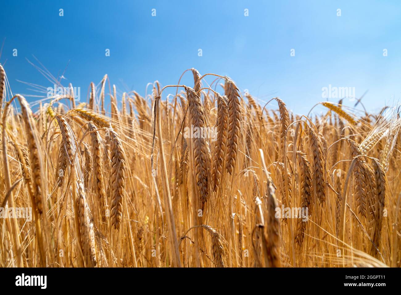 Nahaufnahme des Gerstenfeldes an einem hellen sonnigen Tag Stockfoto