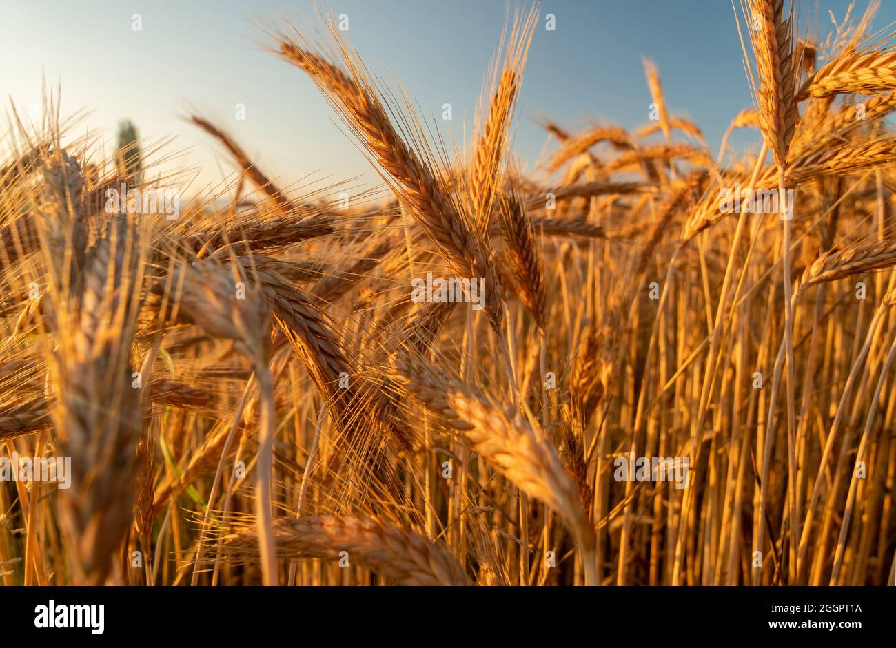 Nahaufnahme des Gerstenfeldes an einem hellen sonnigen Tag Stockfoto