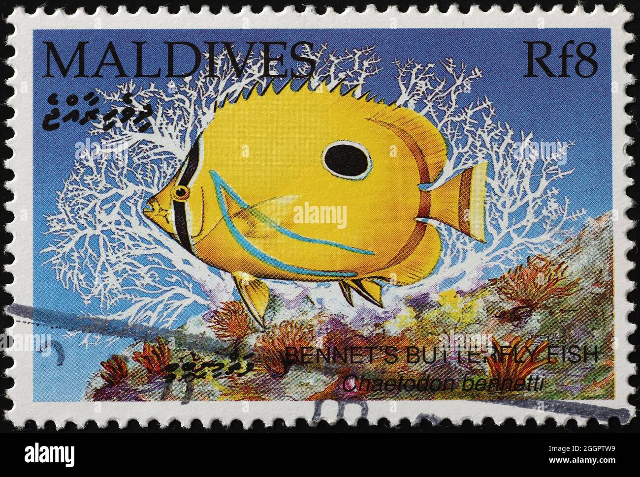 Bennetts Schmetterlingsfisch auf dem Stempel der Malediven Stockfoto