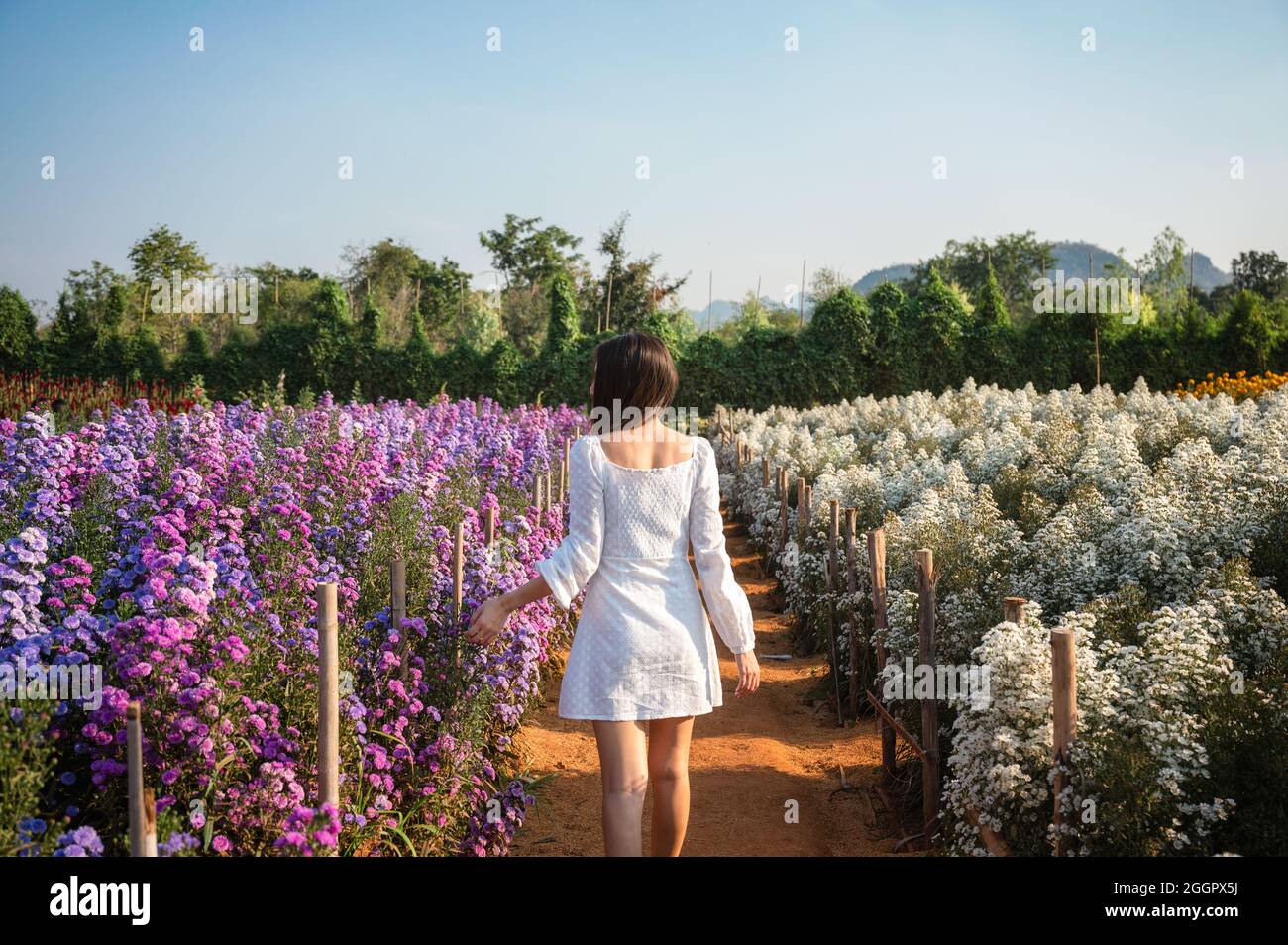 Hinter der jungen asiatischen Frau, die in der Furche von margaret und Cutter Blume, die mit Sonnenlicht scheint im Garten zu blühen Stockfoto