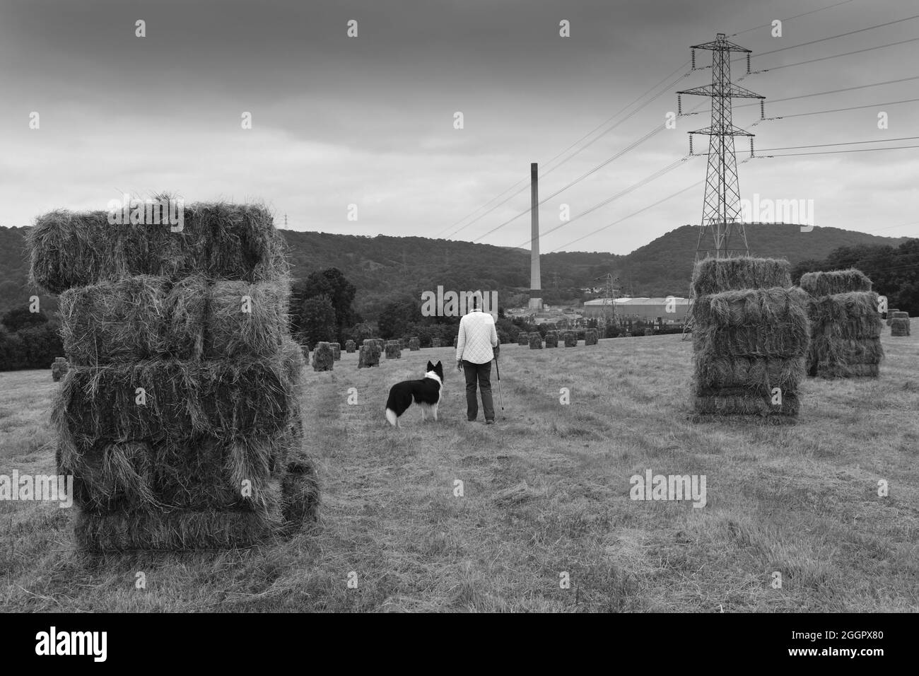 Border Collie Schafhund und Besitzer, der zwischen Heuballen auf der Shropshire Farm läuft. England Großbritannien UK Ackerland Landschaft Heu machen Ernte Britisch Stockfoto