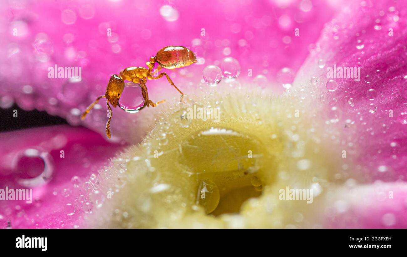 Eine kleine, lichtdurchlässige Ameise trägt in Makroaufnahmen in extremer Nahaufnahme einen Wassertropfen auf einer vinca-Blume Stockfoto