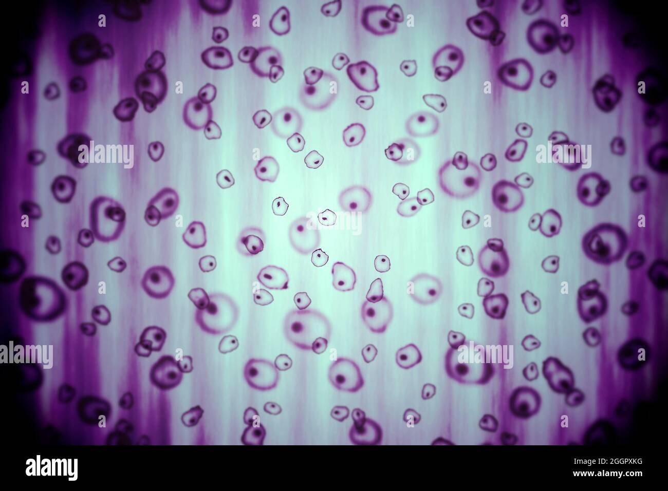 Eine Illustration von Zellen unter einem Mikroskop Stockfoto