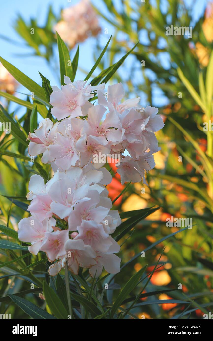 Hellrosa Oleander Blumen. Hellrosa Nerium Oleander Dogbane Blooming. Stockfoto