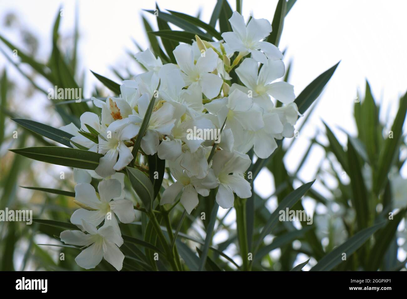 Blüht von weißem Nerium Oleander Arali. Weiße Oleander Blumen Stockfoto