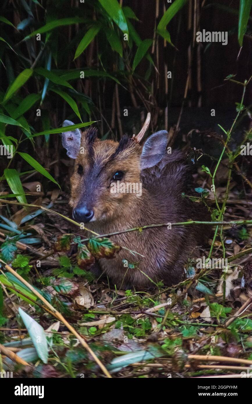 Muntjac-Hirsch, Wald von Dean, Gloucestershire Stockfoto
