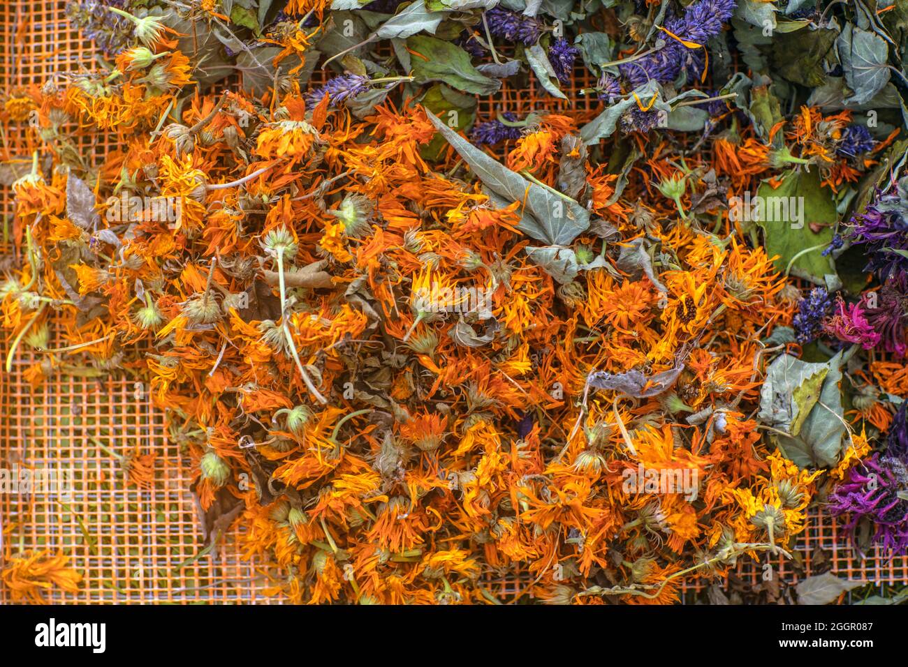 Getrocknete Calendula, Monarda Didyma (Bergamotte) und Anishysop (Agastache foeniculum). Bereits getrocknet, um entspannenden Kräutertee zu machen. Stockfoto
