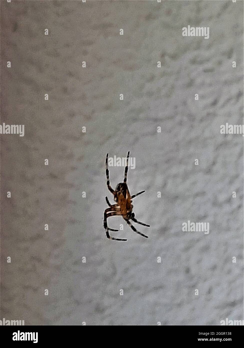 Kleines Insekt Spinne im Netz Seitenansicht Stockfoto